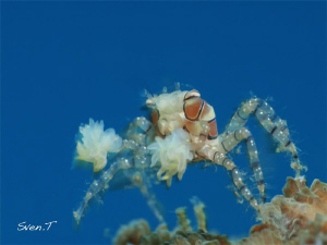 Boxer crab by Sven Tramaux 